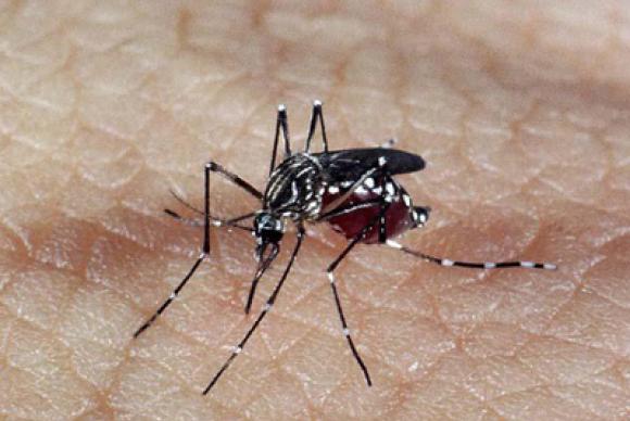 Mosquito Aedes aegypti