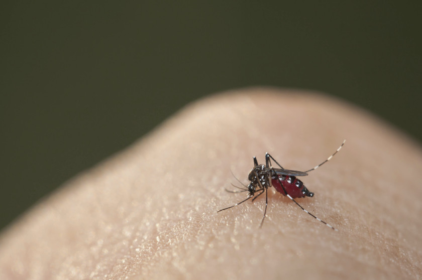 Mosquito Aedes aegypti