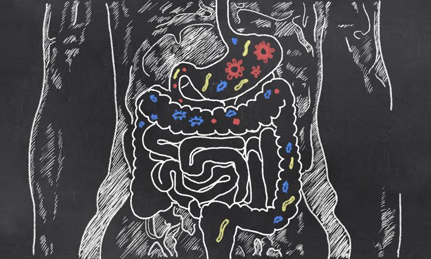 ilustração de intestino