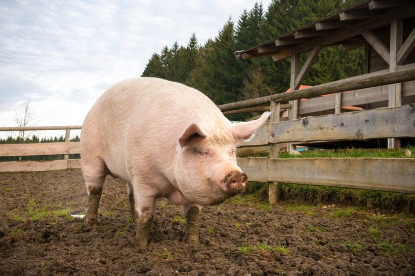 porco em fazenda