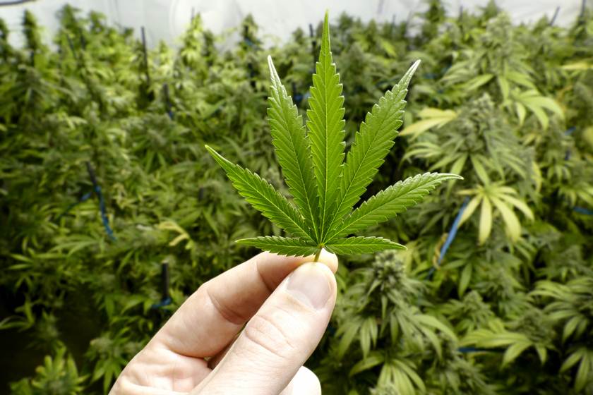 Folha da maconha