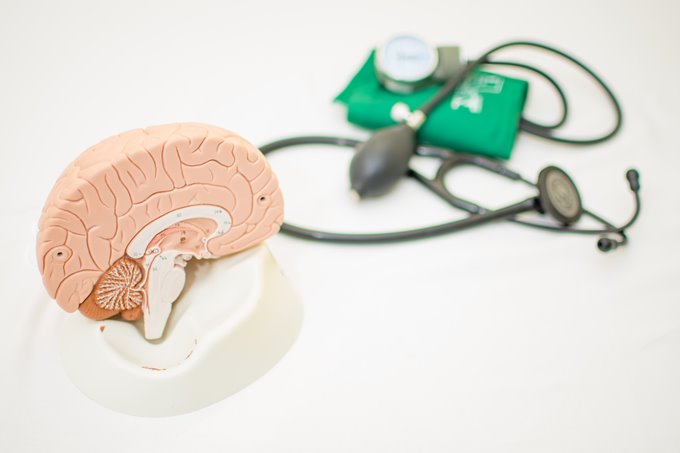 Maquete de cérebro é exposta ao lado de equipamentos médicos