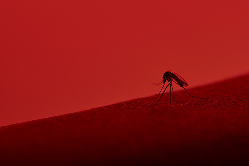 mosquito da dengue
