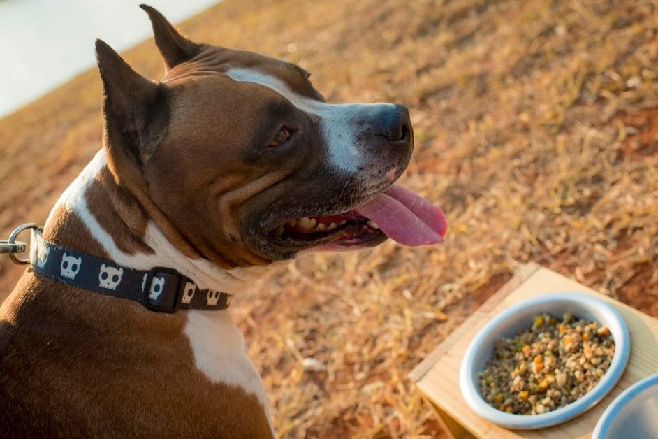 cachorro da raça pitbull