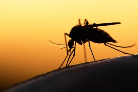 mosquito