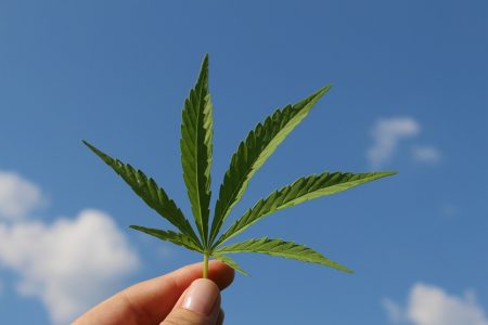 Folhas da maconha