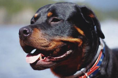 Tudo sobre o rottweiler