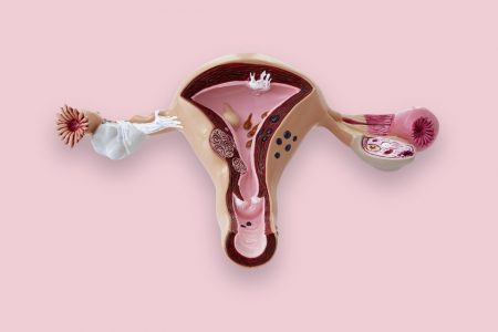 Ilustração de um útero em fundo rosa - Metrópoles