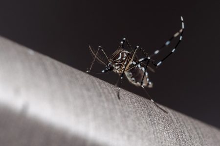 Mosquito Aedes aegypti