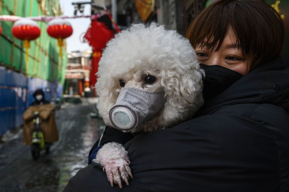 cachorro com máscara