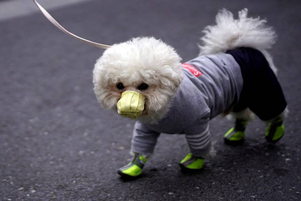 Cachorro de máscara