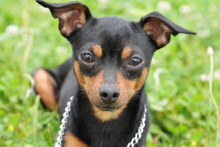 Cachorro da raça pinscher