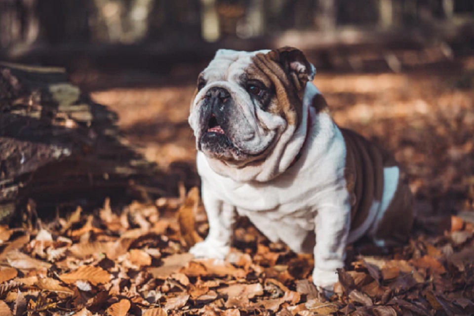 Buldogue Inglês