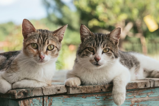 Gatos na grama pets