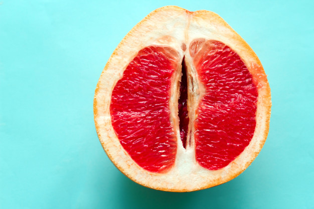Toranja suculenta madura de vista superior isolada em um fundo azul