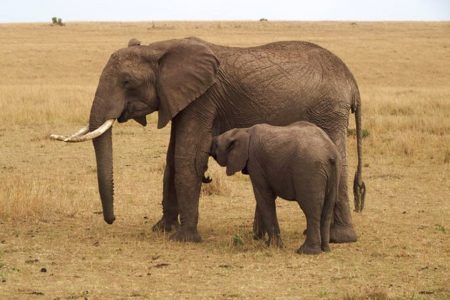 Elefante pequeno mama em uma elefante maior