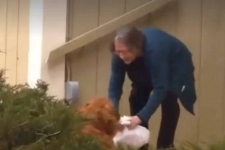 cachorro ajuda idosa com compras