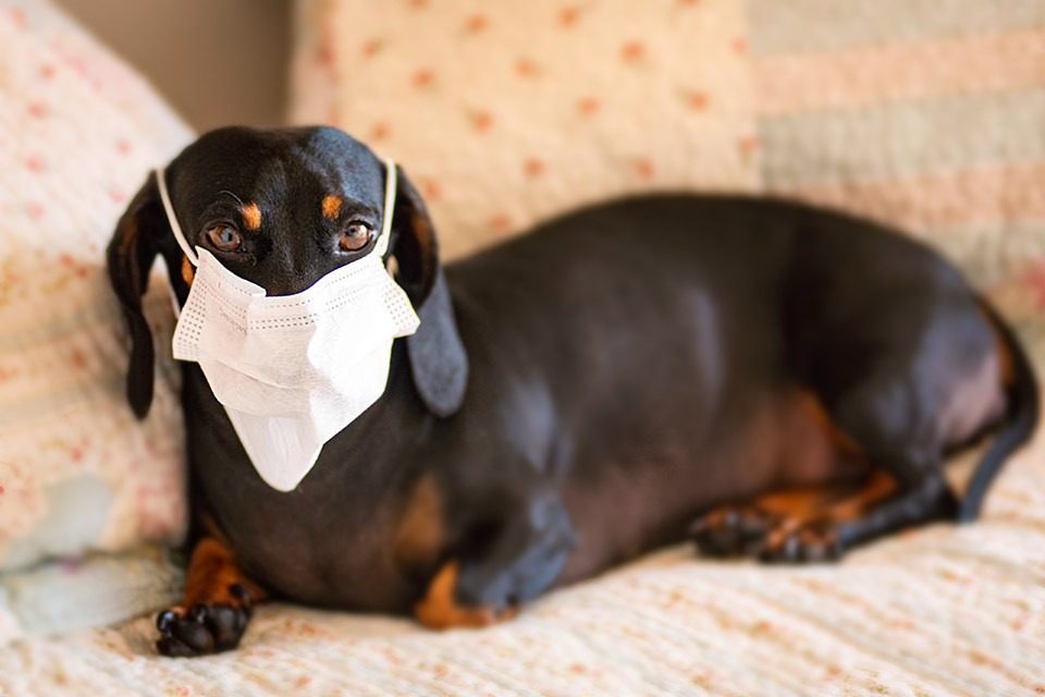 Pets de máscara coronavirus