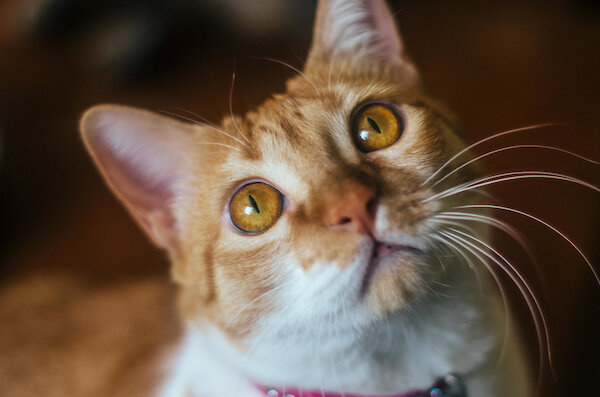 pets gatos