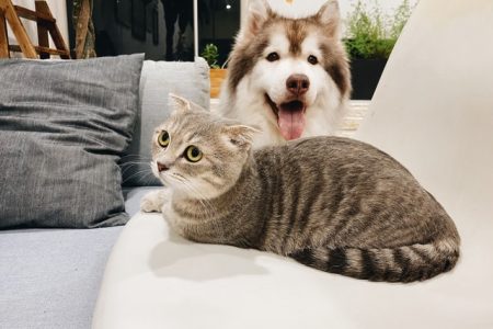 cachorro e gato pets é o bicho
