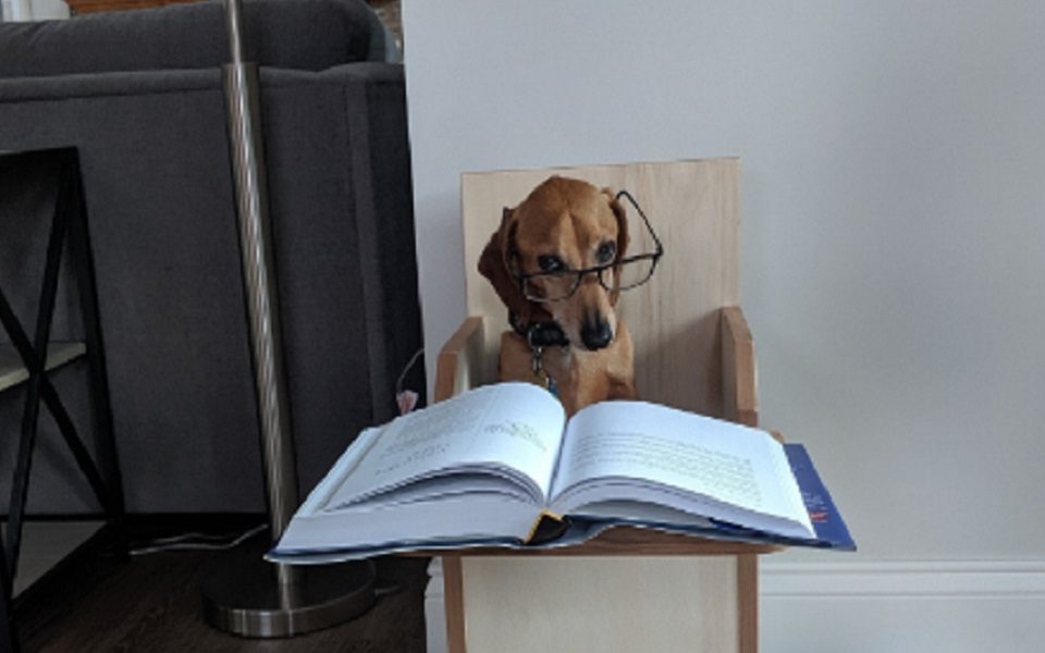 Pets estudando na quarentena