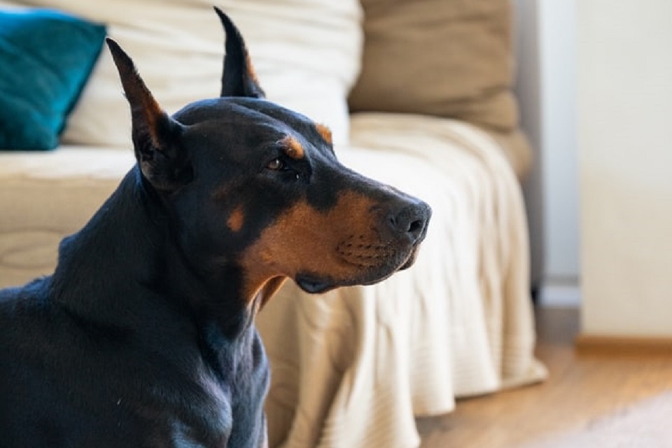 Cachorro da raça dobermann é o bicho pets