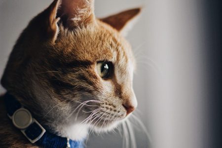 Gato