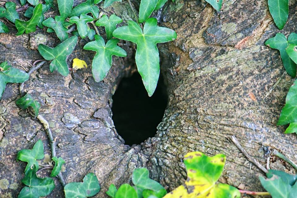 Foto colorida em close de um buraco em um tronco de árvore, com folhas em volta - Metrópoles