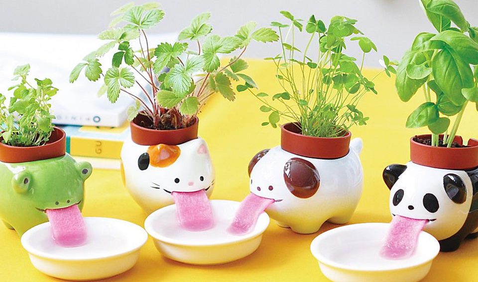 vaso de planta que rega a planta sozinho
