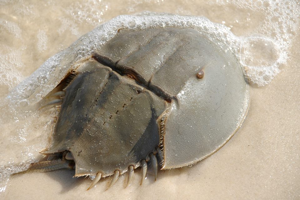 caranguejo ferradura