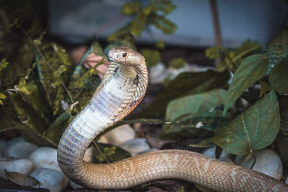 Naja no Zoo de Brasília