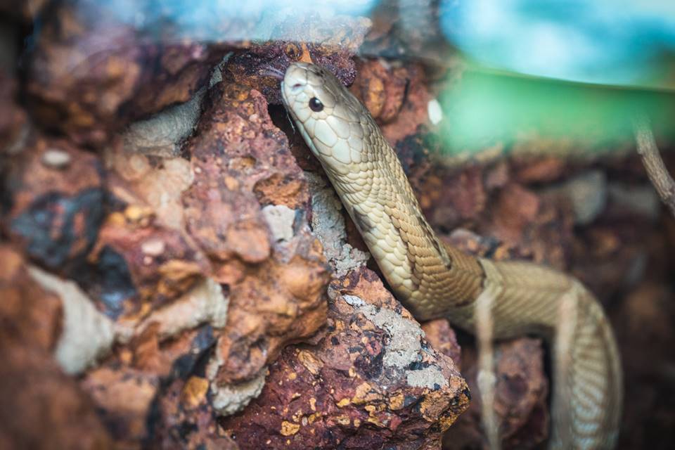 Naja no Zoo de Brasília