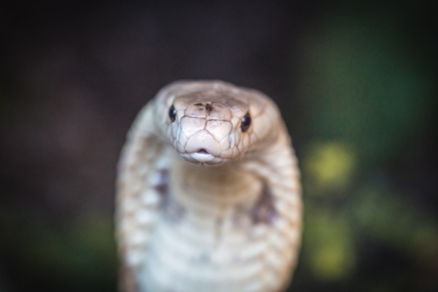 naja zoológico de Brasília