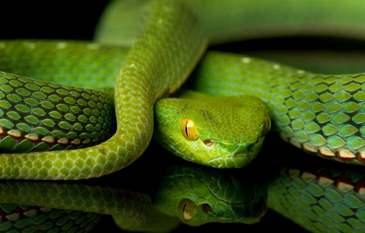 víbora-verde-de-vogel