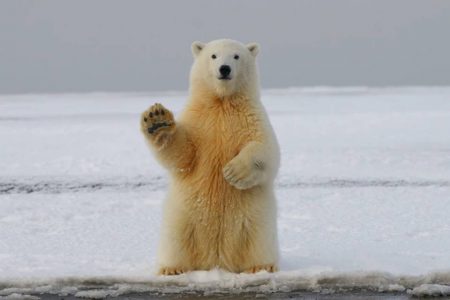 Urso polar