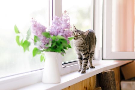 gato e planta