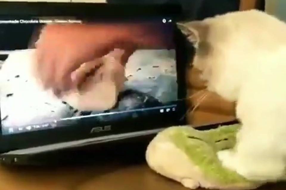 Gato amassando pãozinho