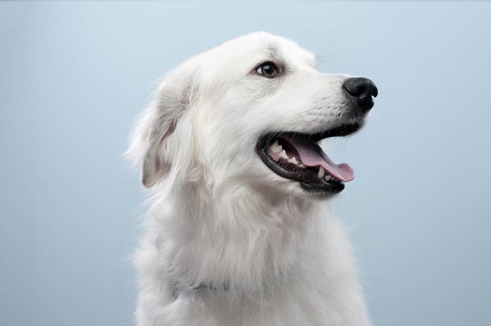 Cachorro branco