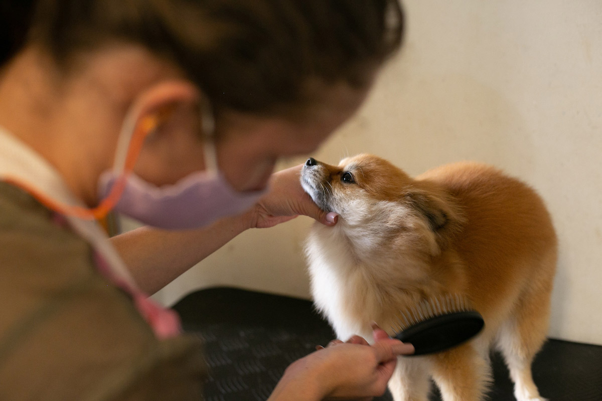 Pet-shop-covid
