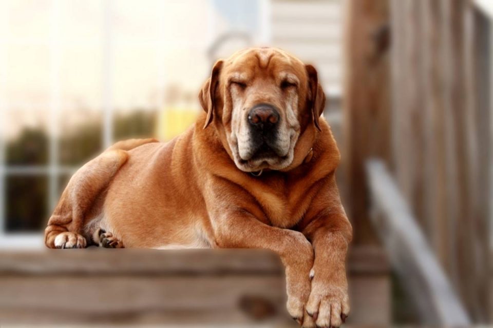 Cachorro idoso
