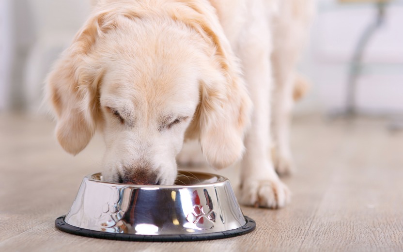 Cachorro comendo abobrinha