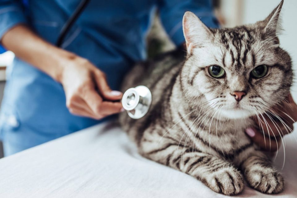 Gato sendo examinado por veterinário