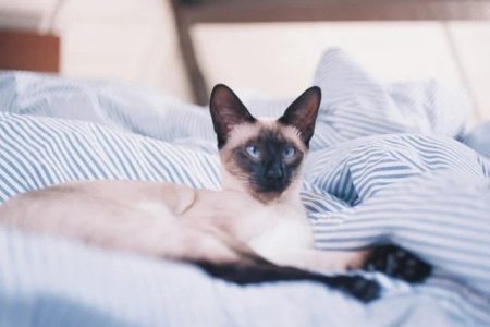 Gatos Siameses