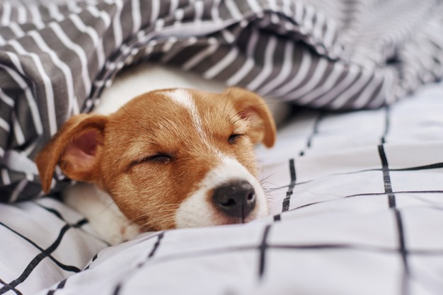 Cachorro dormindo