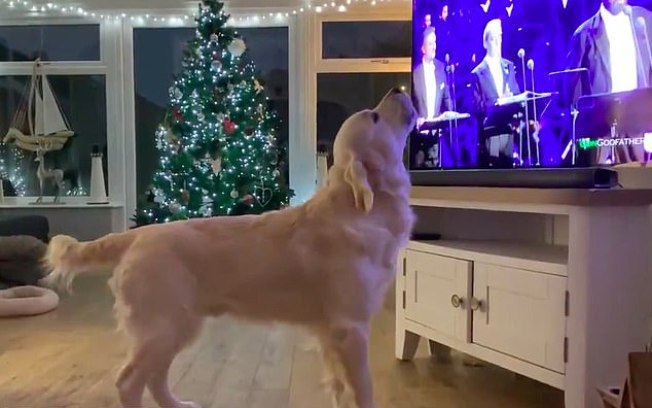 Cachorro uivando música natalina