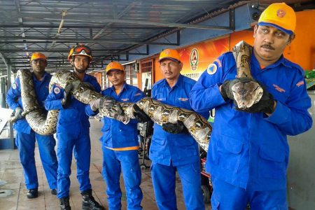 Morte de uma das maiores cobras do mundo