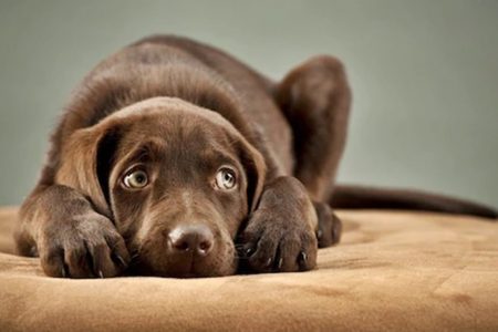 Cachorro com medo