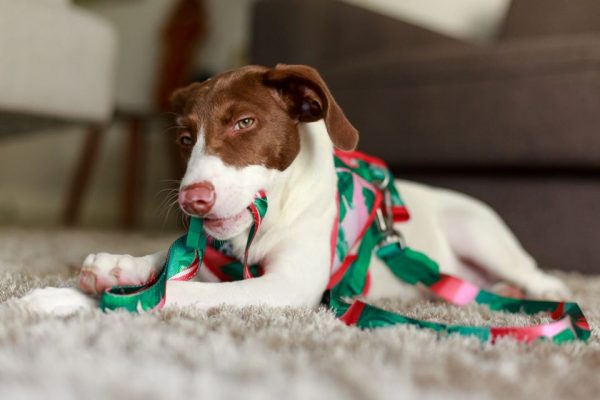 Coleira para cachorro