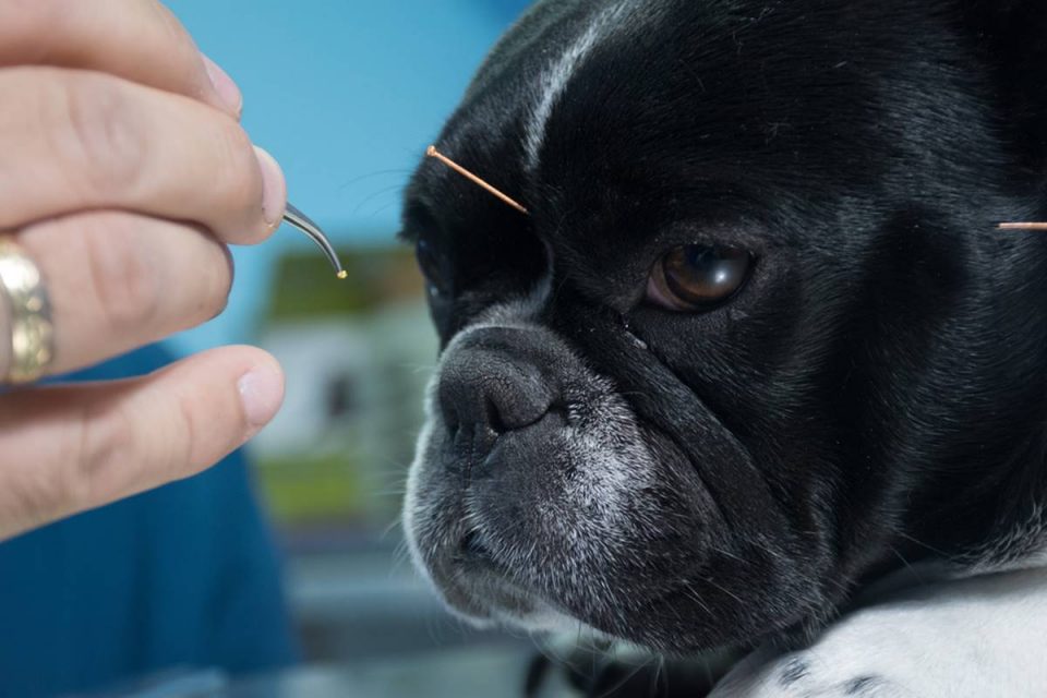 Acupuntura em cães