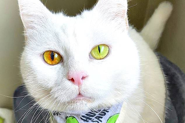Gata com heterocromia